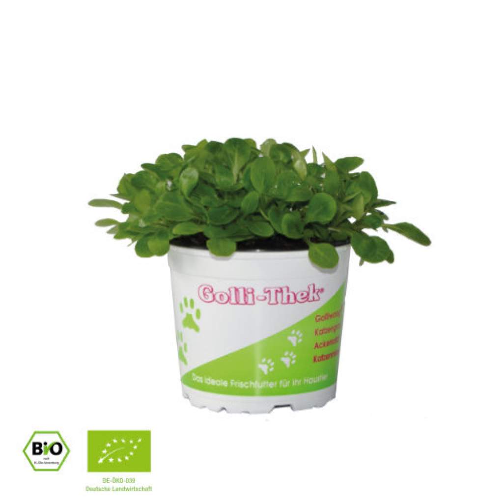 Golli-Thek® Ackersalat